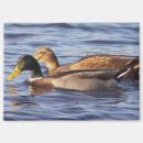 Search for duck magnets Animals