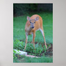 Search for white tailed deer posters Brown