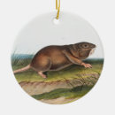 Search for southern christmas tree decorations Wildlife