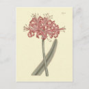 Search for amaryllis postcards Botanical