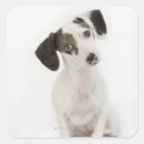 Search for chihuahua puppies stickers Full length