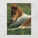 Search for miniature postcards Foal