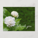 Search for jasmine flowers postcards Green