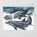 Search for dolphin postcards Funny