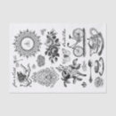 Search for line drawing tissue paper Vintage