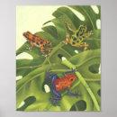 Search for darts posters Rainforest