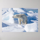 Search for ursus art Ice