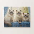 Search for ragdoll cats puzzles Blue eyes