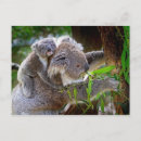Search for koala baby postcards Bear