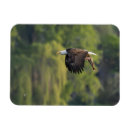 Search for willow magnets Wildlife