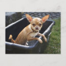 Search for chiwawa postcards Cute
