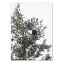 Search for eagle feathers posters Wildlife