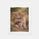 Search for lion blankets Nature