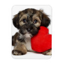 Search for havanese dog cards Breed