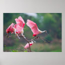 Search for roseate spoonbill posters Ajaia ajaja