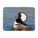 Search for hooded magnets Duck