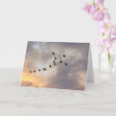 Search for bird flight cards Nature