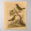 Search for vintage natural history posters Illustration