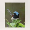 Search for australian birds puzzles Animals