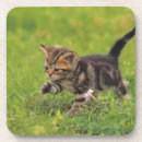 Search for exploration coasters Horizontal