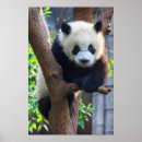 Search for sichuan posters Bear