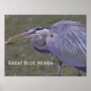 Search for great blue heron posters Herons