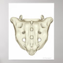 Search for sacrum Medical