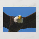 Search for eagle in flight postcards Predator