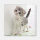 Search for folded magnets Kitten
