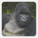Search for silverback gorilla stickers Ape