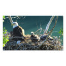 Search for eaglets Nest
