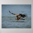 Search for eagle eyes art Wildlife