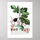 Search for ficus posters Botanical