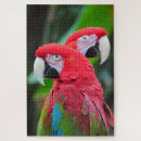 Search for parrot puzzles Wildlife