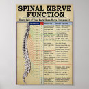 Search for medical illustration posters Spine