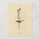 Search for birds of america postcards Illustration