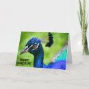 Search for peacock birthday cards Happy