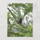 Search for montezuma postcards Costa