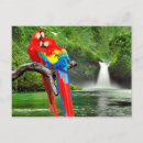 Search for macaw parrot postcards Macaws