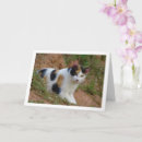 Search for calico cat cards Kitten