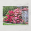 Search for azaleas postcards Flowers