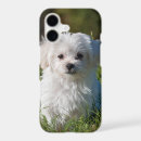 Search for toy poodle iphone cases Pet