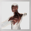 Search for anatomy posters Male