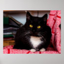Search for black white cat posters Animal