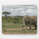 Search for daytime mousepads Africa