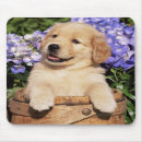 Search for golden retriever puppy mousepads Retrievers