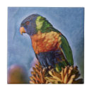 Search for lorikeets Australian