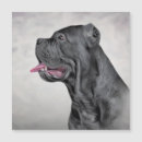 Search for cane corso Canine