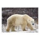Search for hudson bay posters Bear
