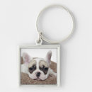 Search for puppies key rings Photography